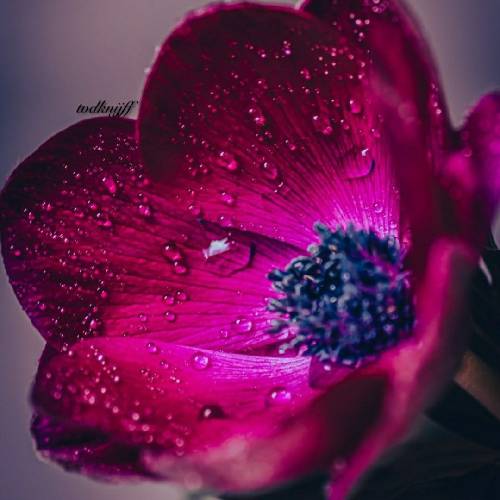 بدون بابا اینا واسه اقتدار تویه مرد موندنم فقط بخاطر توئه